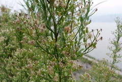Eschenbachia japonica