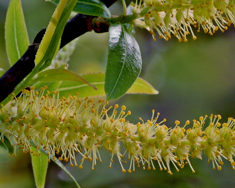 Salix caroliniana