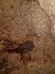 Craugastor yucatanensis