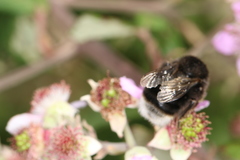 Bombus terrestris canariensis