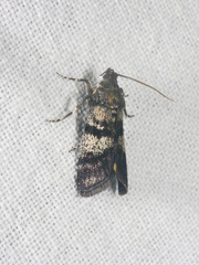 Asarta fuliginosa