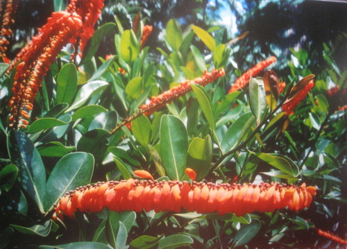 Norantea guianensis observed 2001-08-10