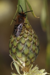 Colletes dimidiatus