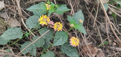 Lantana camara