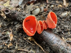 Sarcoscypha occidentalis