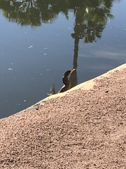 Nannopterum brasilianum