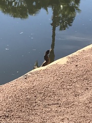 Nannopterum brasilianum