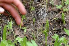 Botrychium ascendens