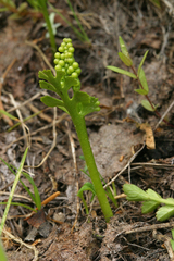 Botrychium ascendens