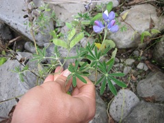 Lupinus mutabilis