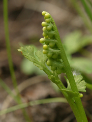 Botrychium ascendens