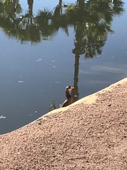 Nannopterum brasilianum