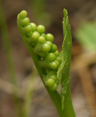 Botrychium ascendens