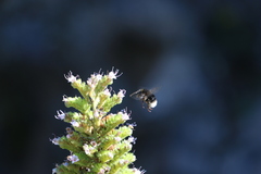 Bombus terrestris canariensis