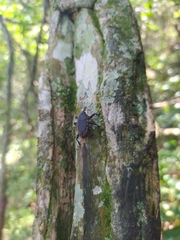 Homalinotus deplanatus