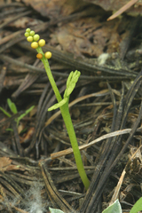Botrychium ascendens