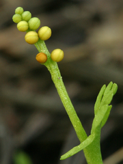 Botrychium ascendens