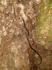 Coniophanes schmidti