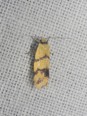 Psaroxantha calligenes