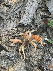 Engaeus rostrogaleatus