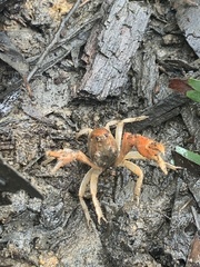 Engaeus rostrogaleatus