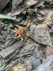 Engaeus rostrogaleatus