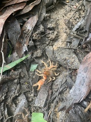 Engaeus rostrogaleatus