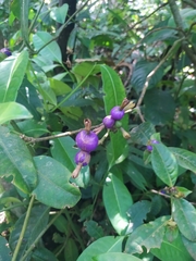 Psychotria laciniata