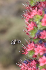 Anthophora alluaudi