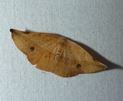 Onycodes