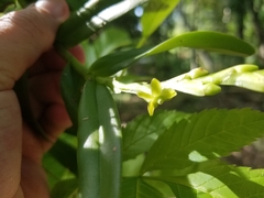 Epidendrum cardiophorum