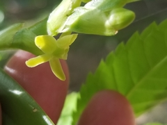 Epidendrum cardiophorum