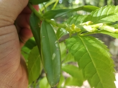 Epidendrum cardiophorum