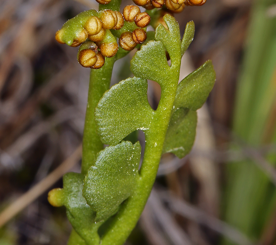 scalloped moonwort