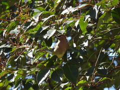 Bombycilla cedrorum