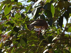 Bombycilla cedrorum