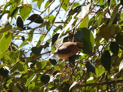 Bombycilla cedrorum