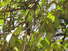 Bombycilla cedrorum