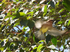 Bombycilla cedrorum