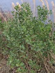 Baccharis glomeruliflora image