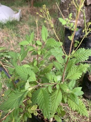 Jovellana punctata