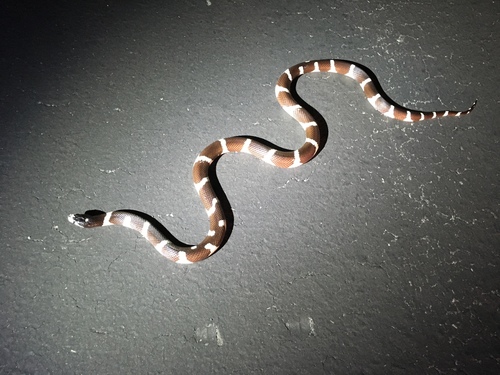 iNaturalist observation photo of California King Snake