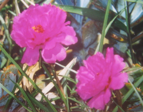 Portulaca grandiflora, 2001-08-11