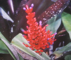 Aechmea fulgens