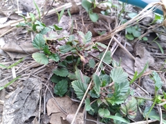 Malvastrum coromandelianum