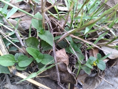 Calyptocarpus vialis