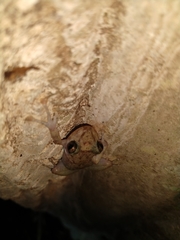 Craugastor yucatanensis