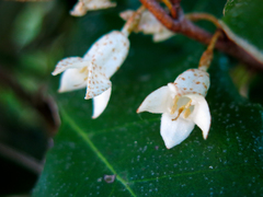 Elaeagnus × ebbingei