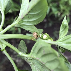 Thomisidae