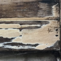 Agaricomycetes